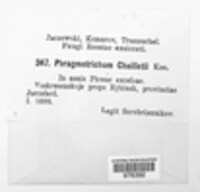 Phragmotrichum chailletii image